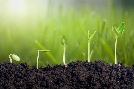 Growth of new life on  backgroundの写真素材