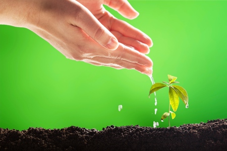 Hands Watering Young Plant