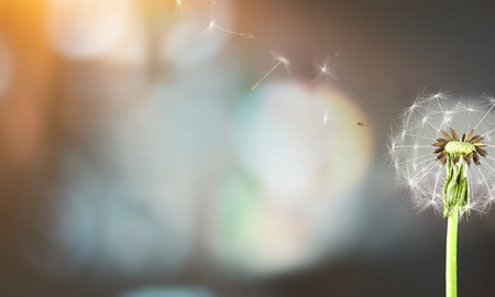 Dandelion seeds in sunlightの写真素材