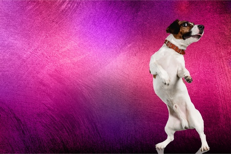 Cute small dog Jack Russell terrier