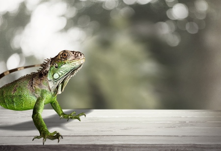 Big green Iguana Reptile on white