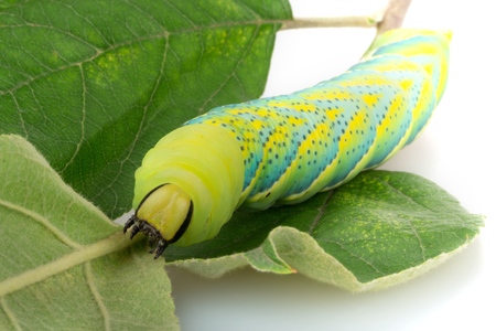 Caterpillar on a Branch