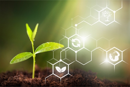 Growing young maize seedling in cultivated agricultural farm field with modern technology conceptsの写真素材
