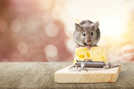 Mouse trap with cheese and mouse