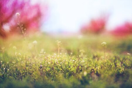 Floral landscape background blooming spring beautiful bellflower