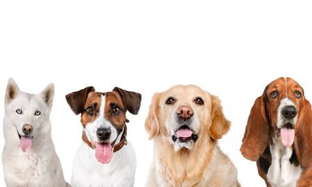 Portrait of a dog looking at the camera on a white background