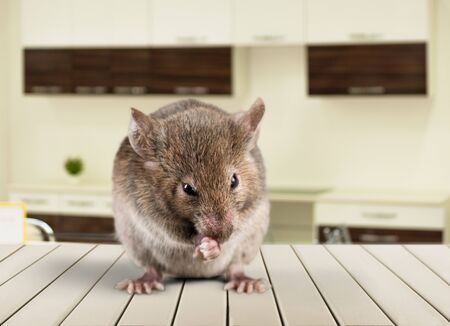 Gray mouse in human handsの写真素材