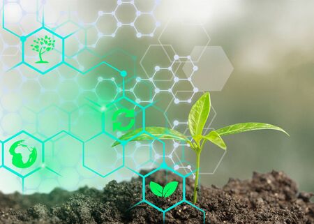 Growing young maize seedling in cultivated agricultural