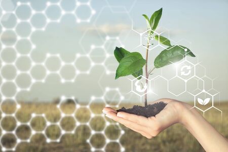 Growing young maize seedling on hand with modern agriculture digital technology concepts