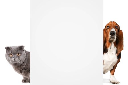 Basset Hound dog and cat on backgroundの写真素材