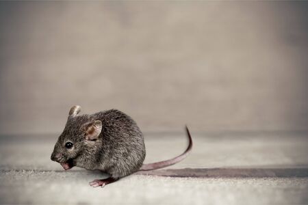 Gray mouse animal  on  backgroundの写真素材