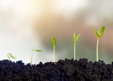 Growth of new life on  background