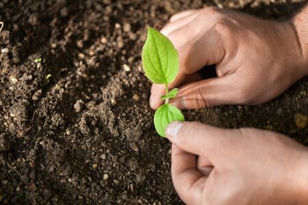 Multicultural hands of adult and children holding young plant over green grass background. Earth day...