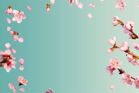 White spring cherry blossom on blue rustic