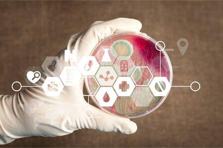 Anthrax bacterium petri dish microbiology science plate pathogen