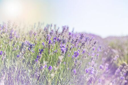 Beautiful violet lavender fieldの写真素材