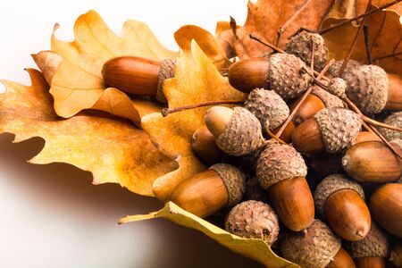 Pile of Brown Acorns on Oak Leaves Close-Up