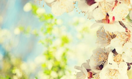 Blooming cherry flowers for background