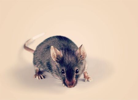Gray mouse animal  on  backgroundの写真素材