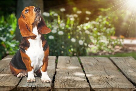 Basset Hound dog on white backgroundの写真素材