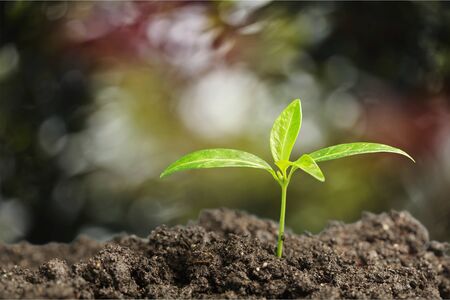 Fresh green Plan