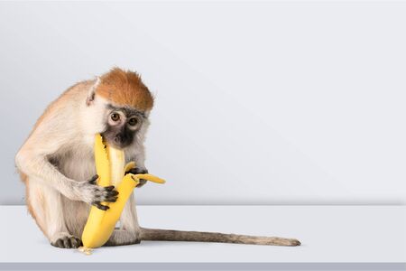 Monkey eating a banana