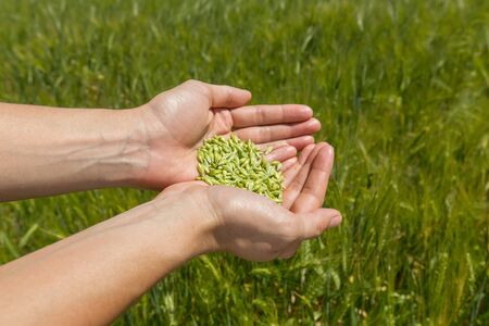 Man Holding green Seeds