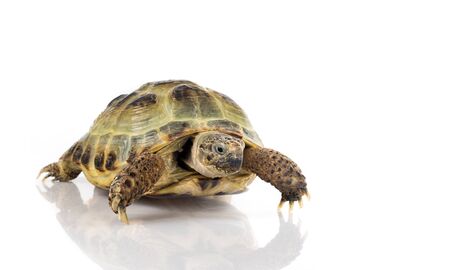 Turtle with a rocket strapped to its backの写真素材