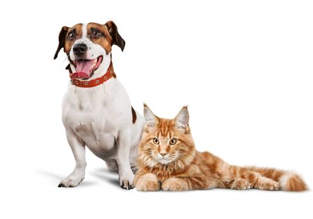 little kitty and welsh corgi puppy lookingの写真素材