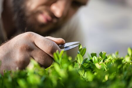 Gardener Trimming Plants. Topiary Work. Passion For Plants Concept Photo.の写真素材