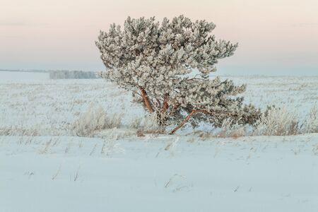 winter morningの写真素材