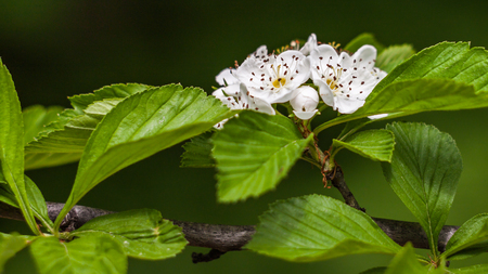 branch with white flowers and leavesの写真素材
