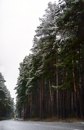 Canadian landscape. Small people in huge fir forest.の写真素材