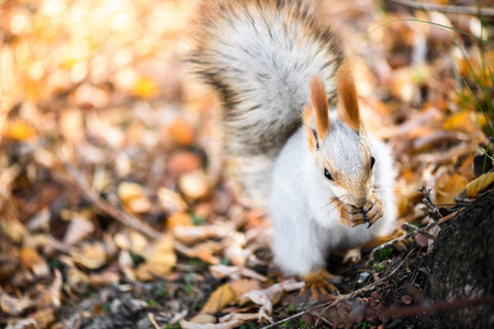 Grey squirrel eat seed in autumn forest.の写真素材