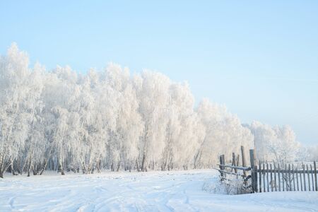 Winter country landscape at early morning. Forest in hoarfrost.の写真素材