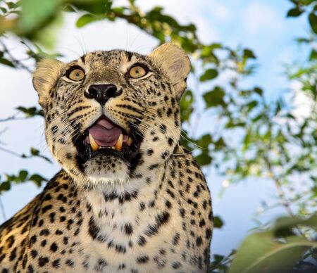 leopard の写真素材