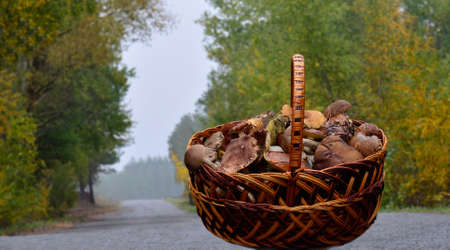 Basket with mushrooms on a road in the woodsの写真素材