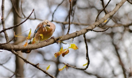 Eurasian jay bird sits on a branch of a tree and a worm in its beakの写真素材