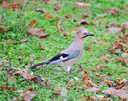 Eurasian jay, bird sitting on the groundの写真素材