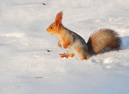 Squirrel in the snowの写真素材