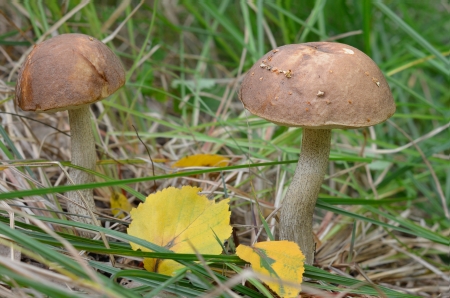 mushrooms, brown cap boletusの写真素材