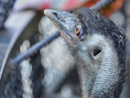 Head of ostrich  Raking, stern look