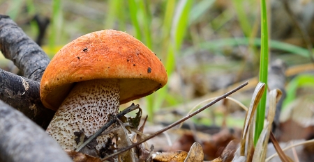 Orange-cap boletus mushroom in the forestの写真素材