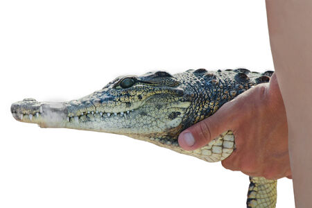 Crocodile, cayman in human hands の写真素材