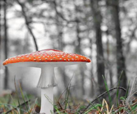 Amanita mushroom  Poison, not edible, beautiful