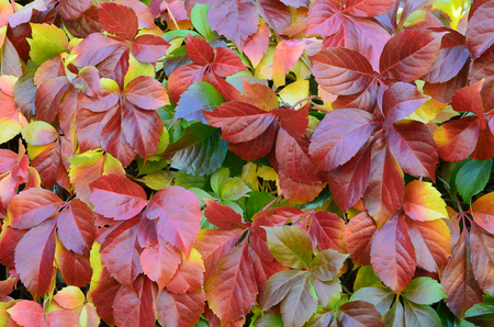 Background, texture  -  autumn, colorful leaves of wild grapesの写真素材