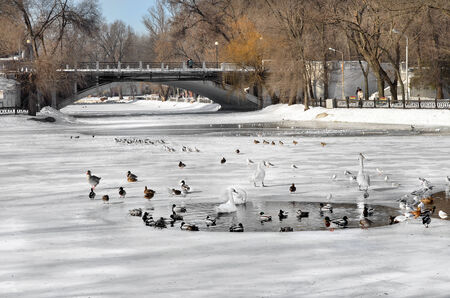 Birds swim in a pond in winter city parkの写真素材