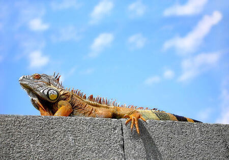 Big brown iguana sitting on a rockの写真素材