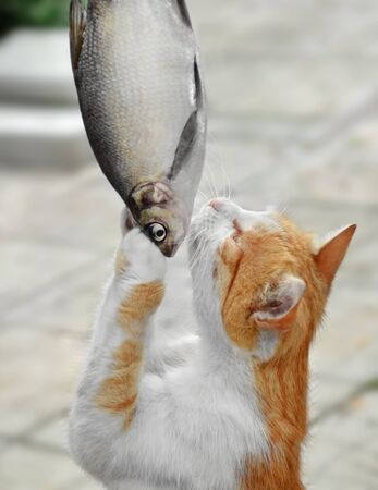 Cat grabbed a big fishの写真素材