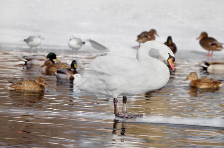 Zimove birds in city park. Ducks, gulls and swans swim in the lake, in the ice-holeの写真素材